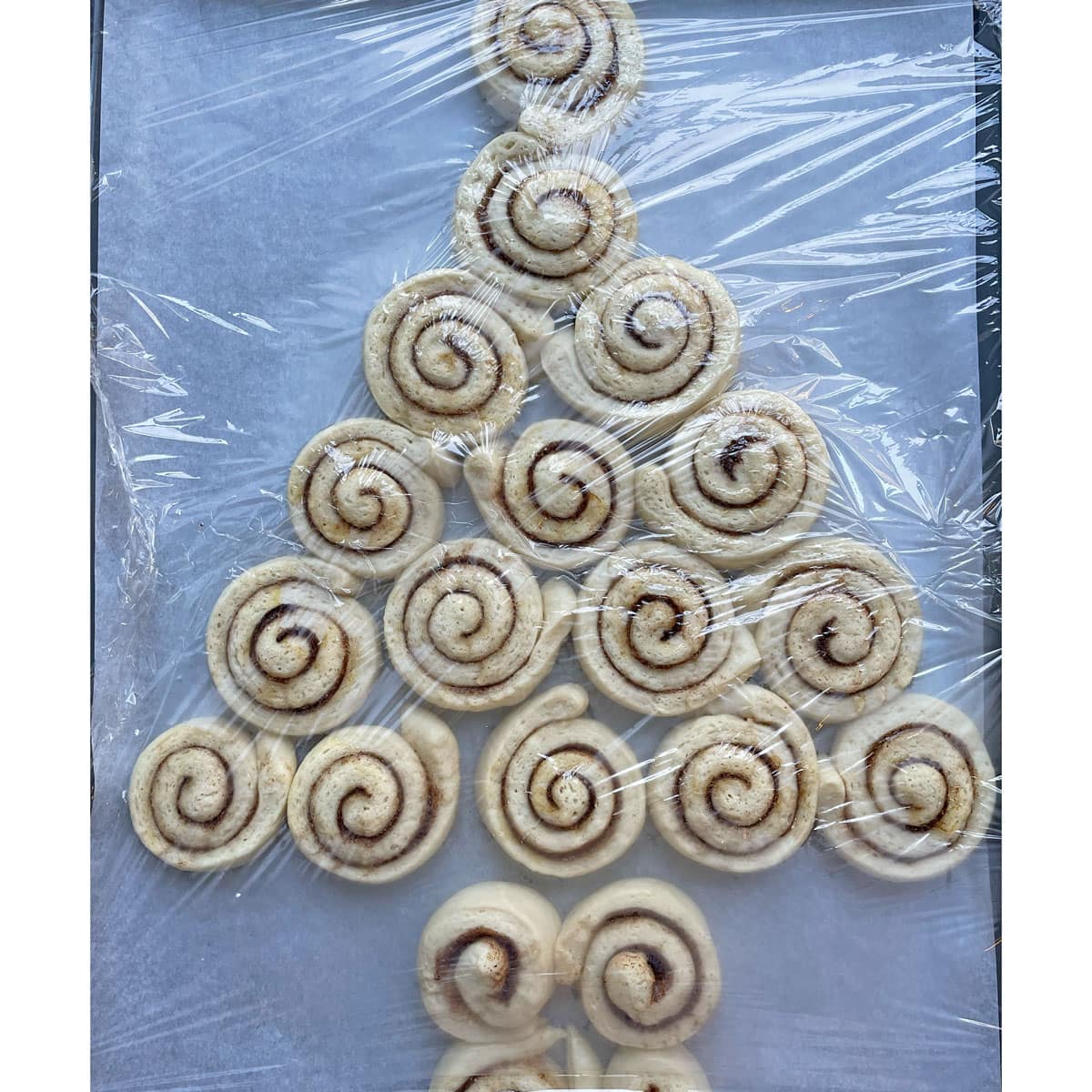 Cinnamon Rolls arranged as Christmas tree and covered to rise.